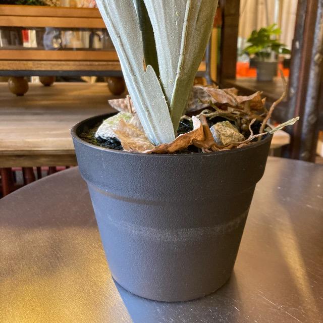 フェイクグリーン　コウモリラン　観葉植物　新築祝い　開店祝い　リビング　玄関　プレゼント　ギフト　贈り物