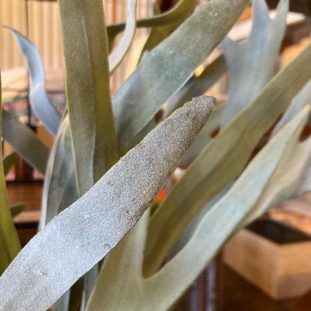 フェイクグリーン　コウモリラン　観葉植物　新築祝い　開店祝い　リビング　玄関　プレゼント　ギフト　贈り物