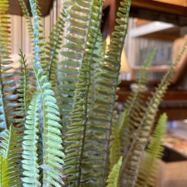 フェイクグリーン　ボストンファーン　観葉植物　新築祝い　開店祝い　リビング　玄関　プレゼント　ギフト　贈り物