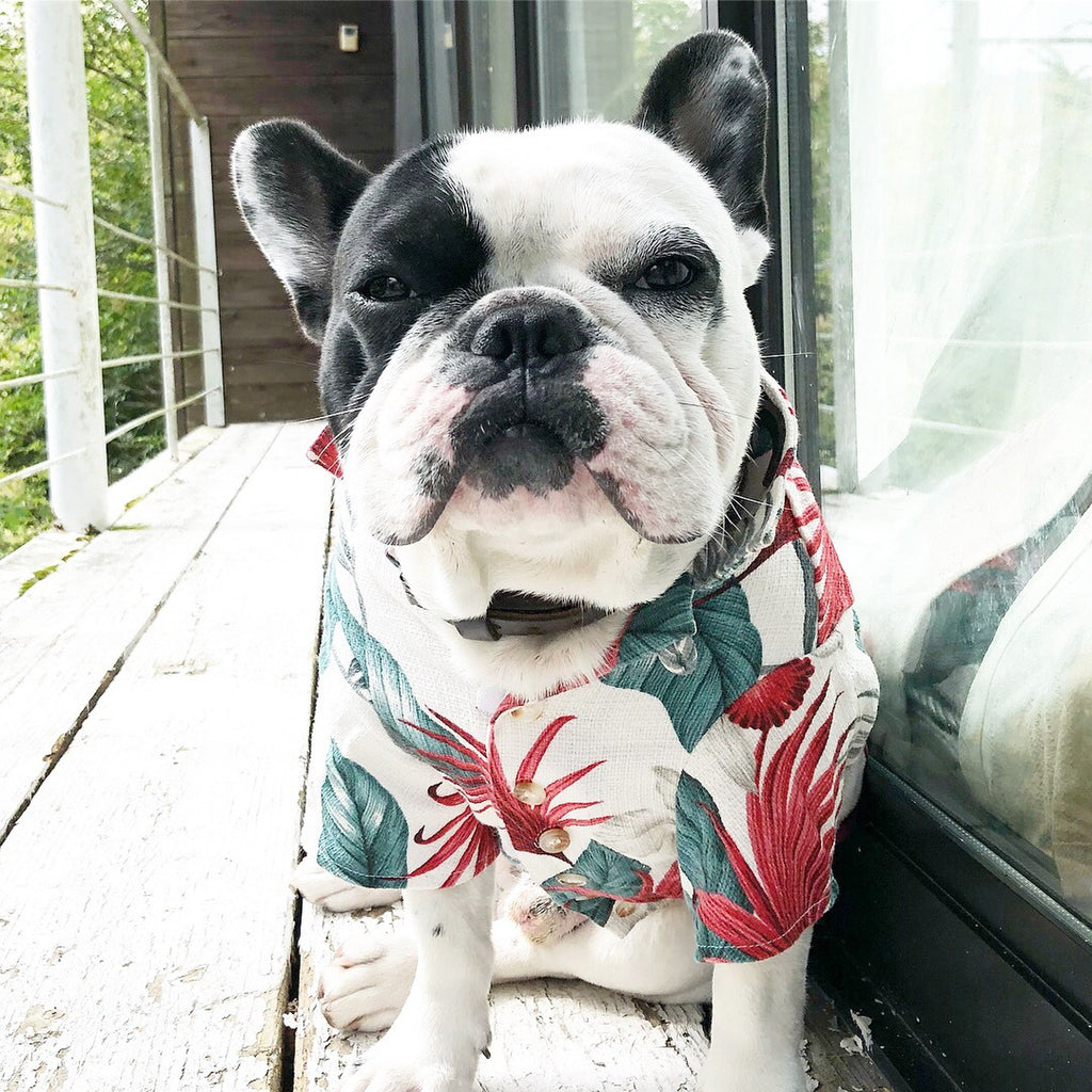 Dog wear アロハシャツ