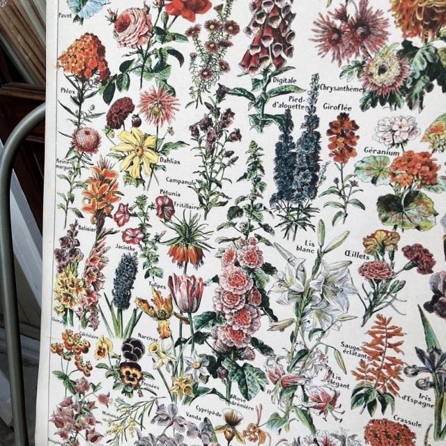 Floral Book Poster D